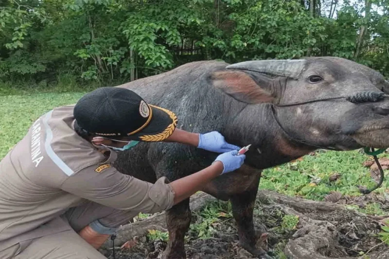 309 Kerbau Diekspor dari Maluku, Strategi Tingkatkan Pasar Ternak