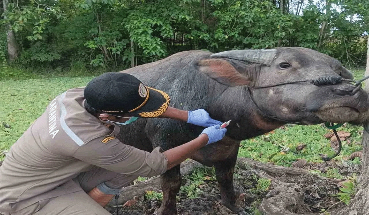 309 Kerbau Diekspor dari Maluku, Strategi Tingkatkan Pasar Ternak