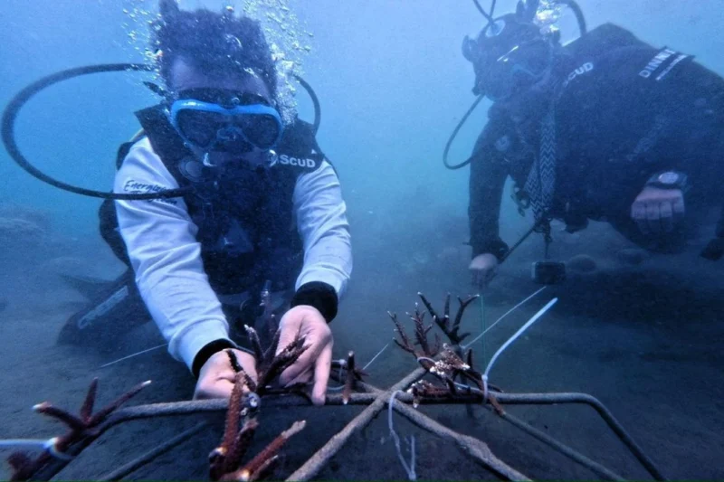 Sinergi PIS dan SeaSoldier, Menanam 525 Terumbu Karang untuk Laut Maluku