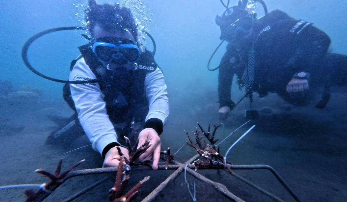 Sinergi PIS dan SeaSoldier, Menanam 525 Terumbu Karang untuk Laut Maluku