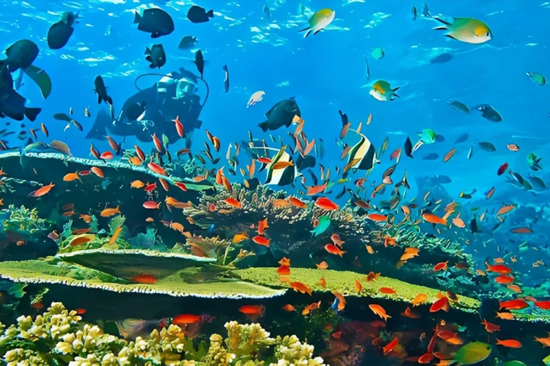 Angkasa Pura Giat Selamatkan Terumbu Karang di Banda Neira Maluku