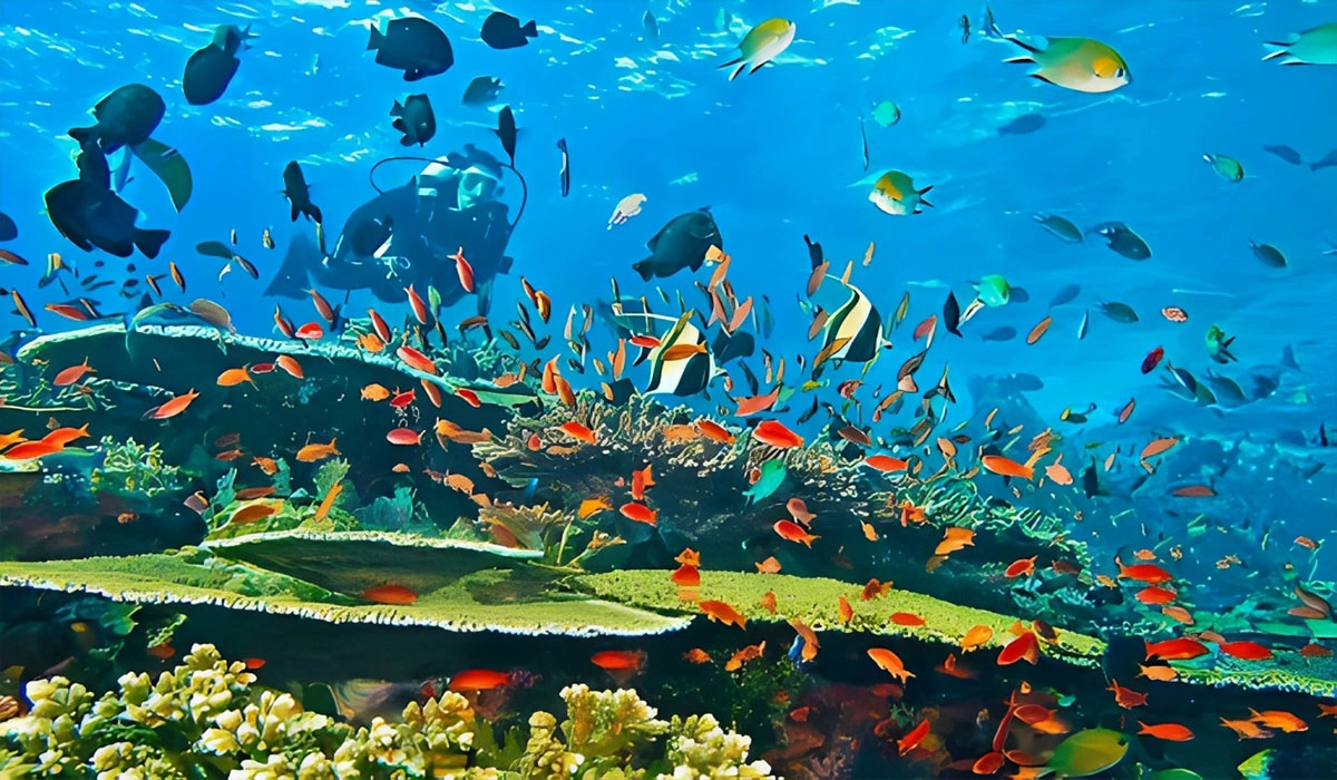 Angkasa Pura Giat Selamatkan Terumbu Karang di Banda Neira Maluku