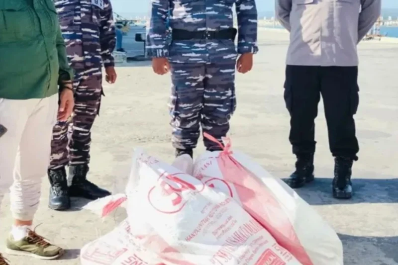 BKSDA Maluku Selamatkan 33 Ekor Ketam Kenari di Saumlaki