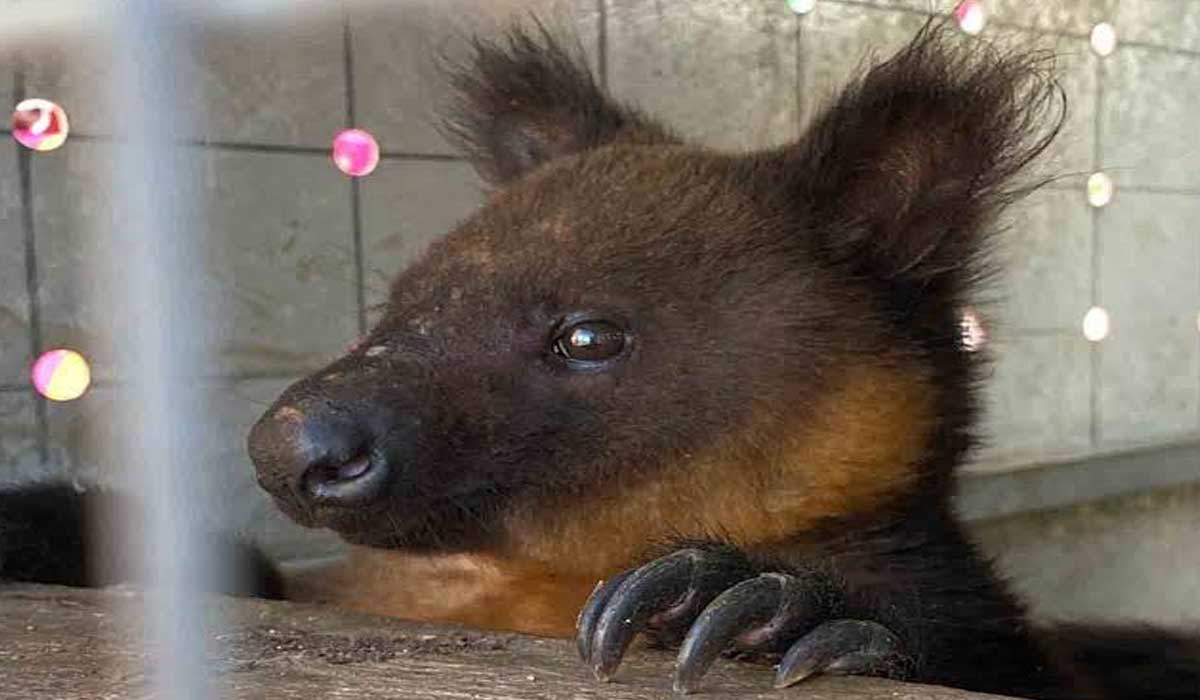 Penanganan Dan Pemulihan Satwa